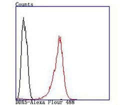 Invitrogen DDX5 Recombinant Rabbit Monoclonal Antibody (JM32-50) 100 &mu;L;