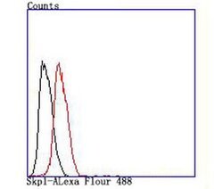 Invitrogen SKP1 Recombinant Rabbit Monoclonal Antibody (JM27-37) 100 &mu;L;