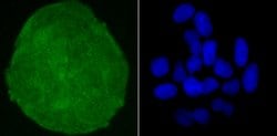 Invitrogen SKP1 Recombinant Rabbit Monoclonal Antibody (JM27-37) 100 &mu;L;