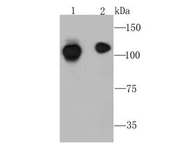 Invitrogen NFkB p100 Recombinant Rabbit Monoclonal Antibody (JM82-03) 100