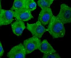 Invitrogen ID1 Recombinant Rabbit Monoclonal Antibody (JM92-13) 100 &mu;L;