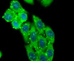 Invitrogen ID1 Recombinant Rabbit Monoclonal Antibody (JM92-13) 100 &mu;L;