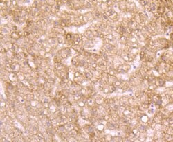 Invitrogen ID1 Recombinant Rabbit Monoclonal Antibody (JM92-13) 100 &mu;L;