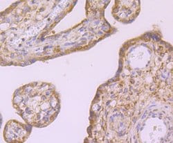 Invitrogen ID1 Recombinant Rabbit Monoclonal Antibody (JM92-13) 100 &mu;L;