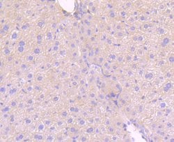 Invitrogen Phospho-MLKL (Ser345) Recombinant Rabbit Monoclonal Antibody