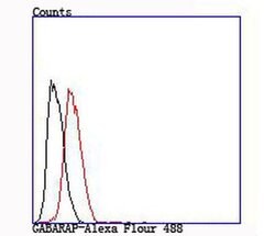 Invitrogen GABARAP/GABARAPL1 Recombinant Rabbit Monoclonal Antibody (JM30-30)