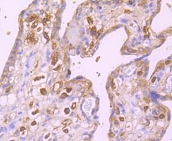 Invitrogen GABARAP/GABARAPL1 Recombinant Rabbit Monoclonal Antibody (JM30-30)