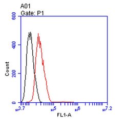 Invitrogen ENO1 Recombinant Rabbit Monoclonal Antibody (JM63-53) 100 &mu;L;