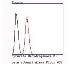 Invitrogen PDHB Recombinant Rabbit Monoclonal Antibody (JM66-33) 100 &mu;L;