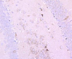 Invitrogen PDHB Recombinant Rabbit Monoclonal Antibody (JM66-33) 100 &mu;L;