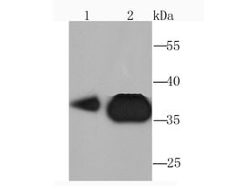 Invitrogen PDHB Recombinant Rabbit Monoclonal Antibody (JM66-33) 100 &mu;L;