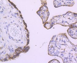 Invitrogen Angiopoietin 2 Recombinant Rabbit Monoclonal Antibody (JM71-34)