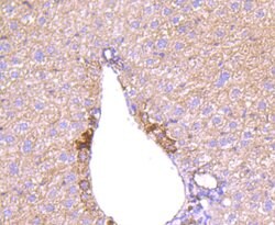 Invitrogen Angiopoietin 2 Recombinant Rabbit Monoclonal Antibody (JM71-34)