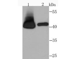 Invitrogen RRM2 Recombinant Rabbit Monoclonal Antibody (JM93-43) 100 &mu;L | Buy Online | Invitrogen&trade; | Fisher Scientific