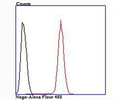 Invitrogen Nogo-B Recombinant Rabbit Monoclonal Antibody (JM02-34) 100