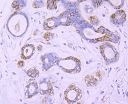 Invitrogen Nogo-B Recombinant Rabbit Monoclonal Antibody (JM02-34) 100