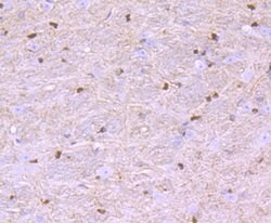 Invitrogen Nogo-B Recombinant Rabbit Monoclonal Antibody (JM02-34) 100