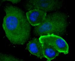 Invitrogen TFAM Recombinant Rabbit Monoclonal Antibody (JM32-44) 100 &mu;L;