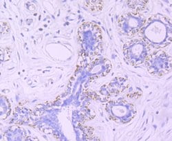 Invitrogen TFAM Recombinant Rabbit Monoclonal Antibody (JM32-44) 100 &mu;L;
