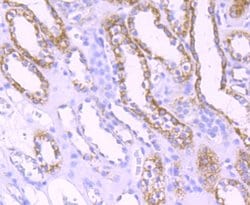 Invitrogen TFAM Recombinant Rabbit Monoclonal Antibody (JM32-44) 100 &mu;L;