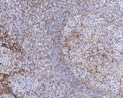 Invitrogen STING Recombinant Rabbit Monoclonal Antibody (JM03-47) 100 &mu;L;