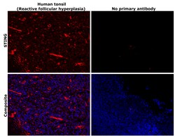 Invitrogen STING Recombinant Rabbit Monoclonal Antibody (JM03-47) 100 &mu;L;