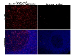 Invitrogen STING Recombinant Rabbit Monoclonal Antibody (JM03-47) 100 &mu;L;