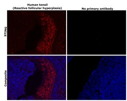 Invitrogen STING Recombinant Rabbit Monoclonal Antibody (JM03-47) 100 &mu;L;