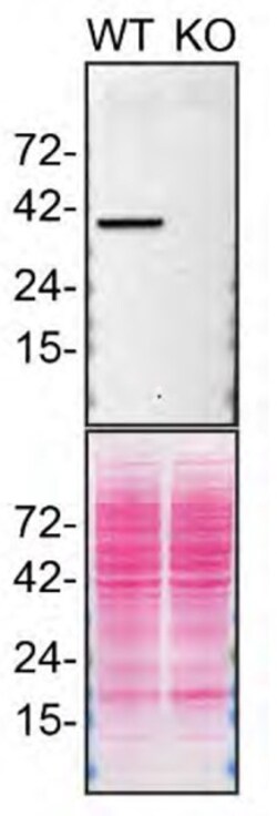 Invitrogen STING Recombinant Rabbit Monoclonal Antibody (JM03-47) 100 &mu;L;
