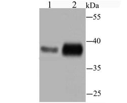 Invitrogen STING Recombinant Rabbit Monoclonal Antibody (JM03-47) 100 &mu;L;