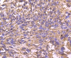 Invitrogen Cyclophilin F Recombinant Rabbit Monoclonal Antibody (JM71-39) 100 &mu;L | Buy Online | Invitrogen&trade; | Fisher Scientific