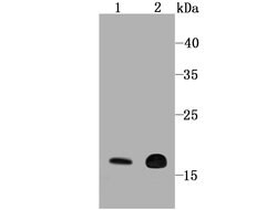 Invitrogen Cyclophilin F Recombinant Rabbit Monoclonal Antibody (JM71-39) 100 &mu;L | Buy Online | Invitrogen&trade; | Fisher Scientific