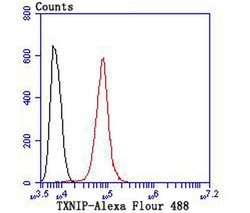 Invitrogen TXNIP Recombinant Rabbit Monoclonal Antibody (JM60-35) 100 &mu;L;