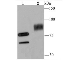 Invitrogen UBA2 Recombinant Rabbit Monoclonal Antibody (JM66-53) 100 &mu;L;
