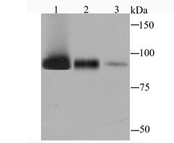 Invitrogen Alix Recombinant Rabbit Monoclonal Antibody (JM85-31) 100 &mu;L;
