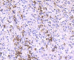 Invitrogen RAPGEF3 Recombinant Rabbit Monoclonal Antibody (JM63-29) 100