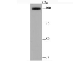 Invitrogen RAPGEF3 Recombinant Rabbit Monoclonal Antibody (JM63-29) 100