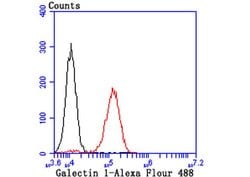 Invitrogen Galectin 1 Recombinant Rabbit Monoclonal Antibody (JM13-37)