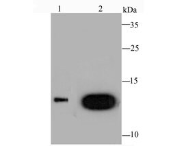 Invitrogen Galectin 1 Recombinant Rabbit Monoclonal Antibody (JM13-37)