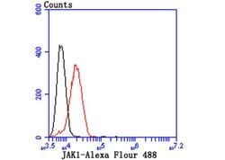 Invitrogen JAK1 Recombinant Rabbit Monoclonal Antibody (JM75-03) 100 &mu;L;