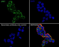 Invitrogen JAK1 Recombinant Rabbit Monoclonal Antibody (JM75-03) 100 &mu;L;