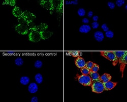 Invitrogen JAK1 Recombinant Rabbit Monoclonal Antibody (JM75-03) 100 &mu;L;