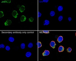 Invitrogen JAK1 Recombinant Rabbit Monoclonal Antibody (JM75-03) 100 &mu;L;