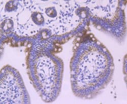 Invitrogen JAK1 Recombinant Rabbit Monoclonal Antibody (JM75-03) 100 &mu;L;
