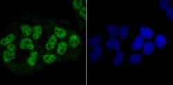 Invitrogen NRF1 Recombinant Rabbit Monoclonal Antibody (JM89-63) 100 &mu;L;