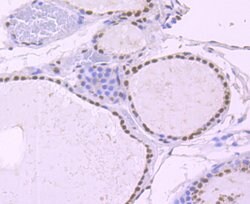 Invitrogen NRF1 Recombinant Rabbit Monoclonal Antibody (JM89-63) 100 &mu;L;