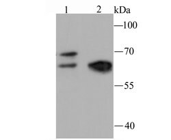 Invitrogen NRF1 Recombinant Rabbit Monoclonal Antibody (JM89-63) 100 &mu;L;