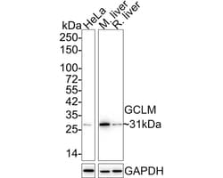 Invitrogen GCLM Recombinant Rabbit Monoclonal Antibody (JM39-61) 100 &mu;L;