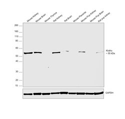 Invitrogen Klotho Recombinant Rabbit Monoclonal Antibody (JM93-76) 100