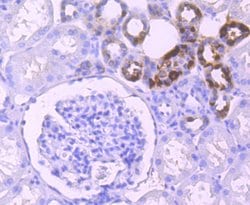 Invitrogen Klotho Recombinant Rabbit Monoclonal Antibody (JM93-76) 100